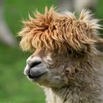 Affichage automatique d'une image profil par page
